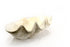giant clam shell home decor